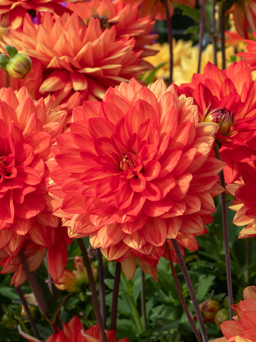 Dahlia Karma Fiesta (Homegrown) PRE-ORDER NOW, SHIP IN SPRING