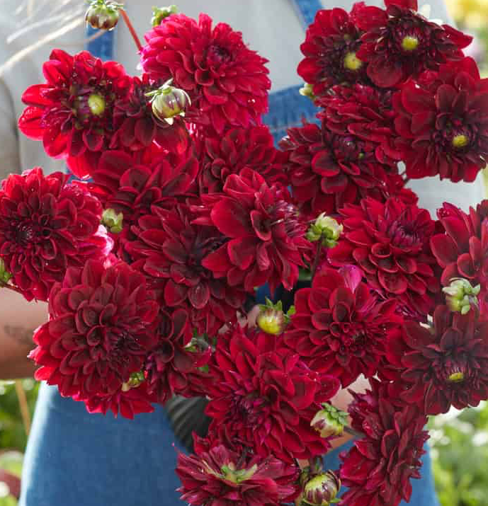 Dahlia Kingsblood (Homegrown) PRE-ORDER NOW, SHIP IN SPRING