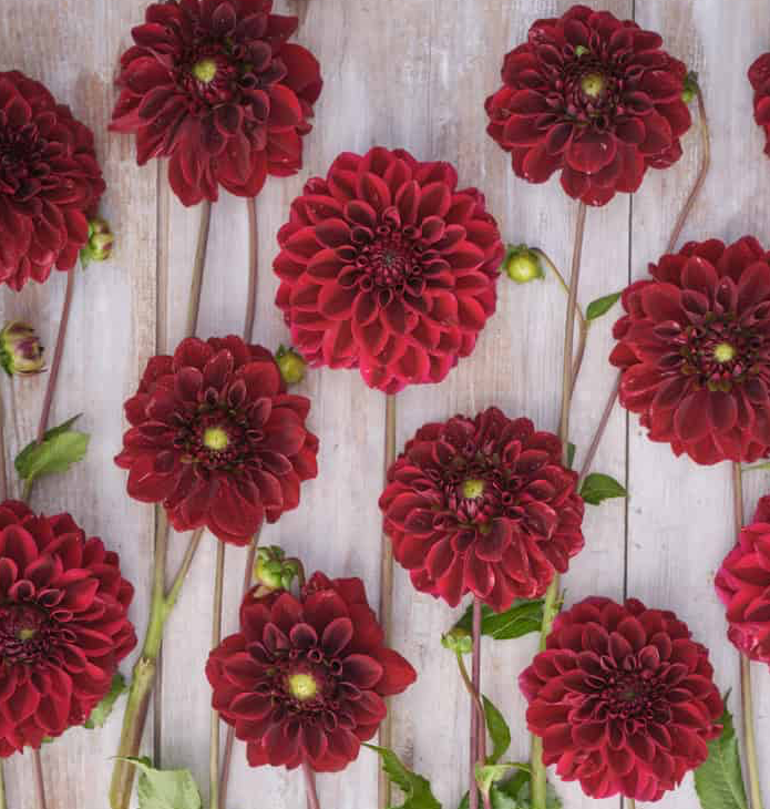 Dahlia Kingsblood (Homegrown) PRE-ORDER NOW, SHIP IN SPRING - Image 2