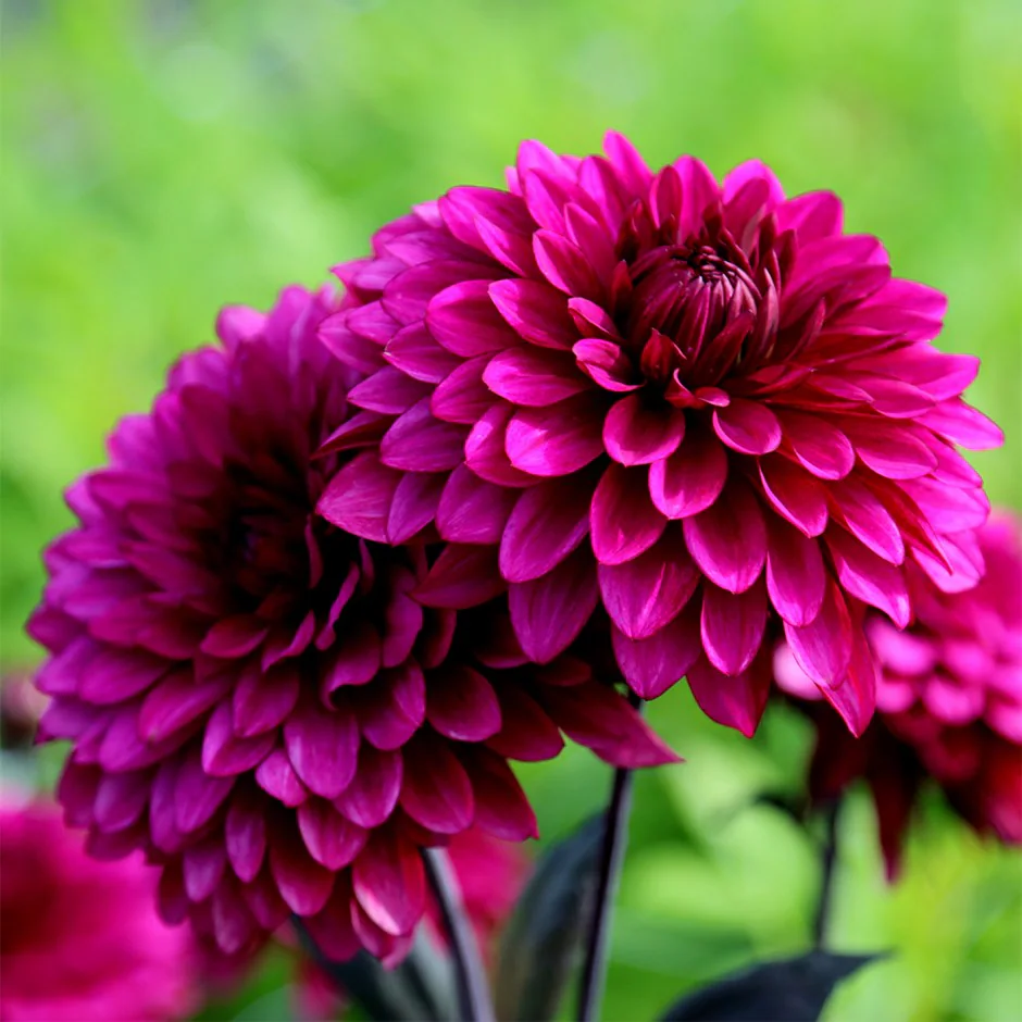 Dahlia Purple Flame (Homegrown) PRE-ORDER NOW, SHIP IN SPRING