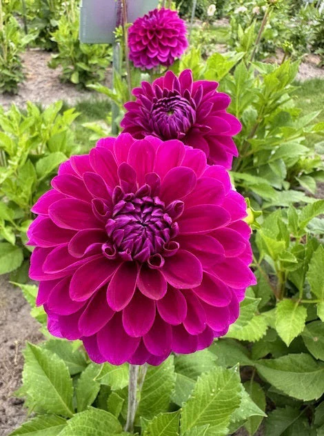 Dahlia Randy Crawford (Homegrown) PRE-ORDER NOW, SHIP IN SPRING