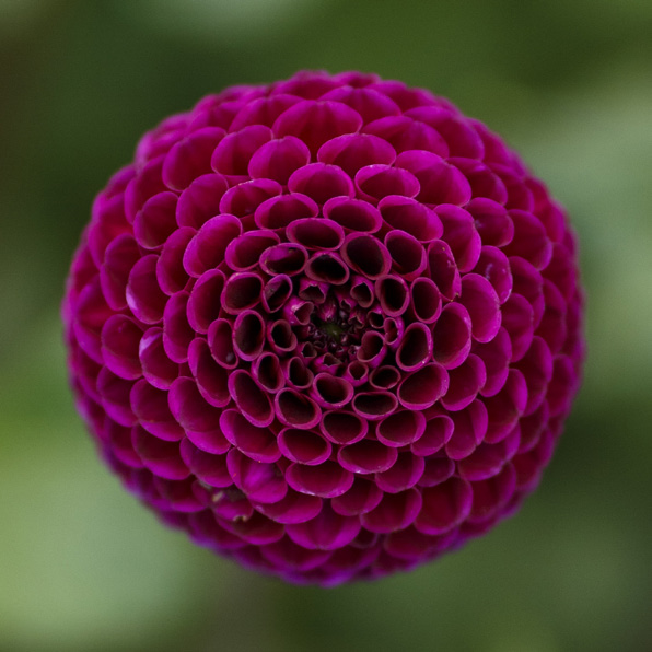 Dahlia NH Rocco (NEW)