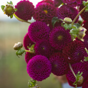 Dahlia NH Rocco (NEW)