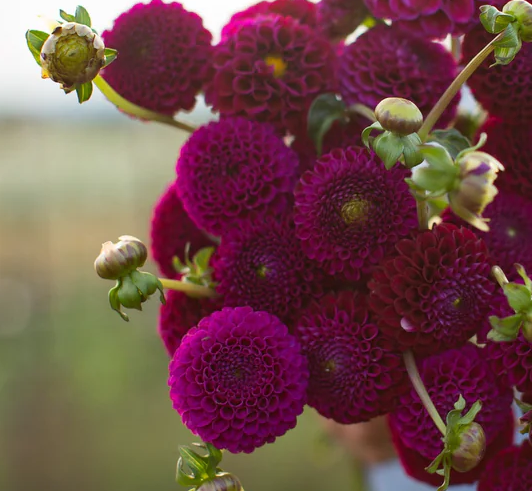 Dahlia NH Rocco (NEW) - Image 2