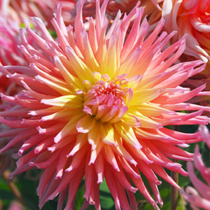 Dahlia NH Star Elite (NEW)