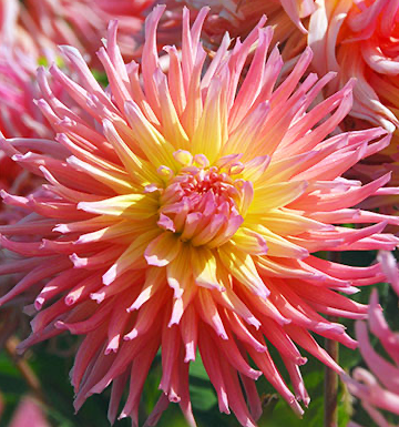 Dahlia NH Star Elite (NEW)