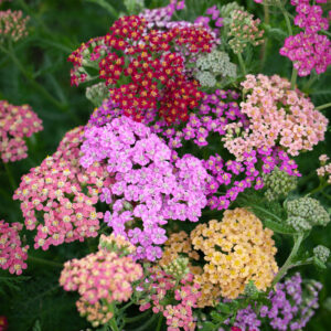 Yarrow Flowerburst Fruit Bowl