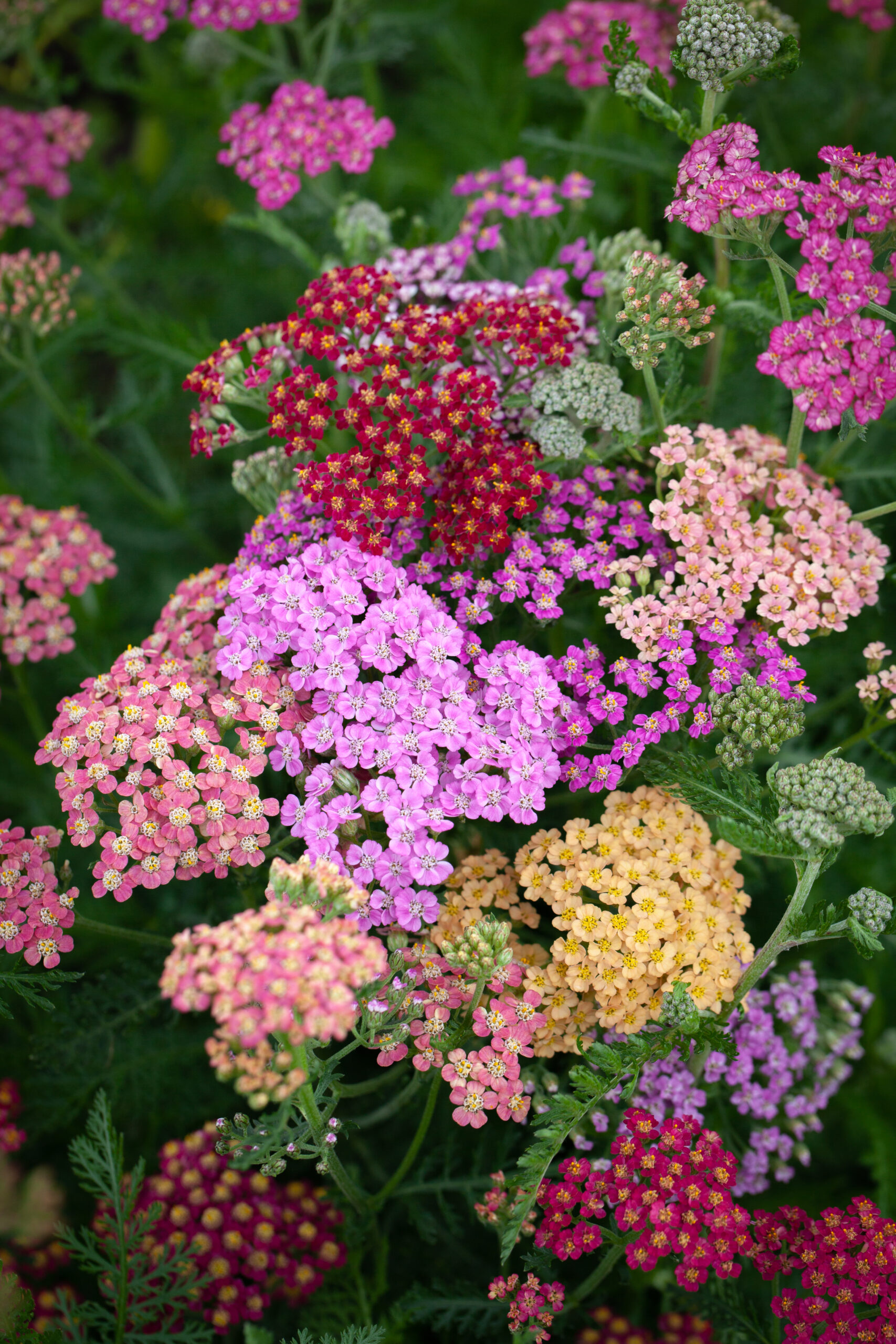 Yarrow Flowerburst Fruit Bowl