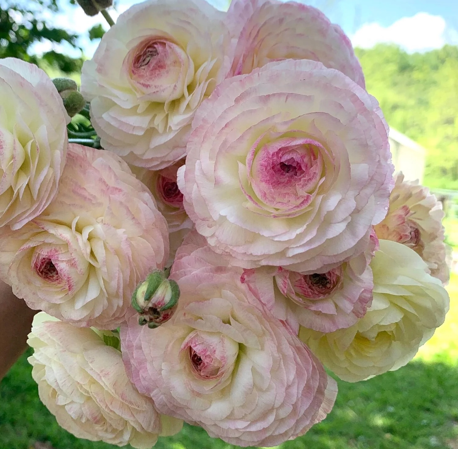 Ranunculus Blush Pink (Imported)