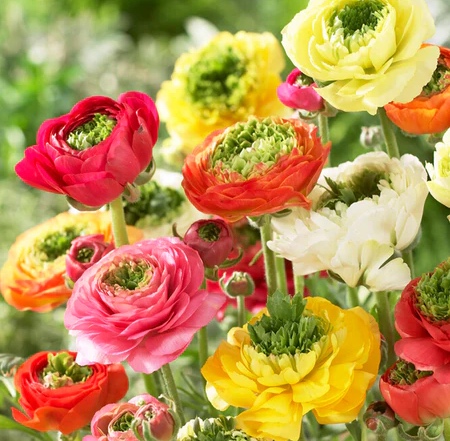 Ranunculus Festival Mix (Imported)